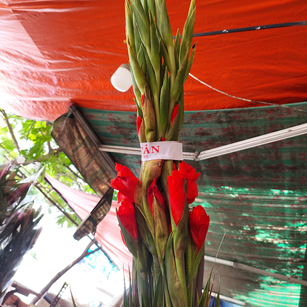 Hoa lay ơn đỏ